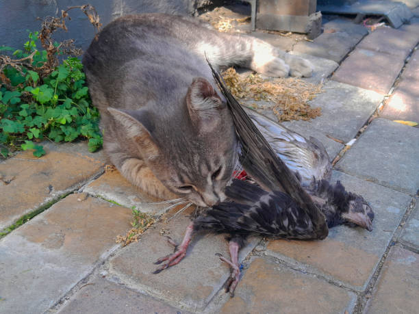 istock Cat holds a recently caught bird in its mouth 2169890435