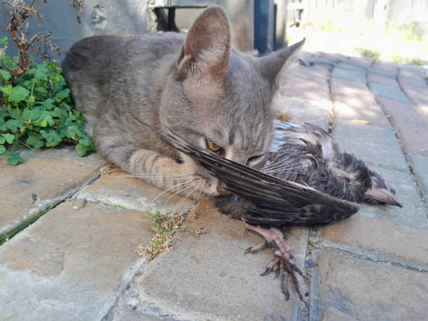 istock Cat holds a recently caught bird in its mouth 2169890439