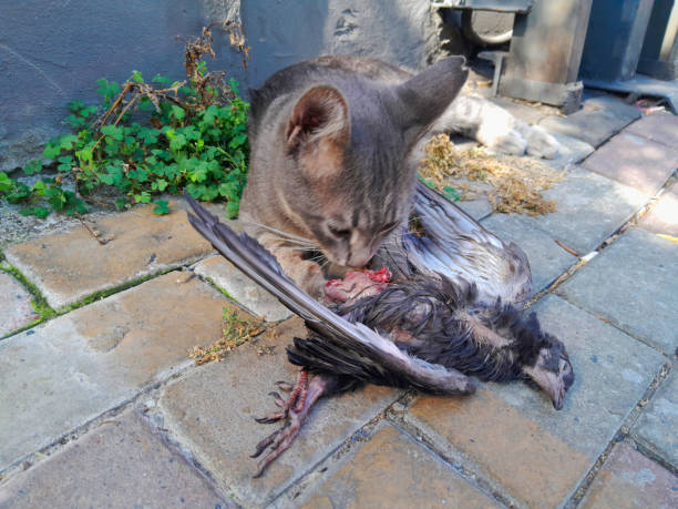 istock Cat holds a recently caught bird in its mouth 2169890568
