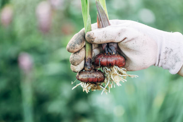 hand holding gladiolus flower bulb onion before planting