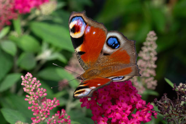 Peacock butterfly (Aglais io) on summer lilac (buddleja davidii) close-up
