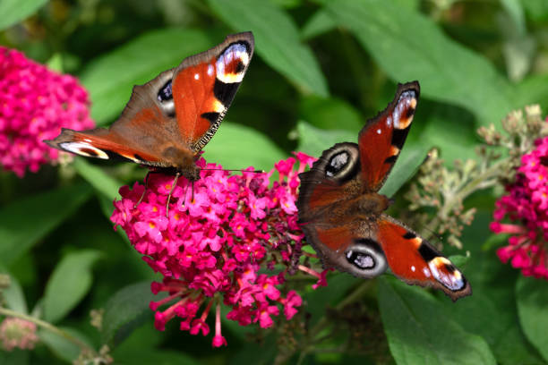 two peacock butterflies (Aglais io) on the same flower of summer lilac (buddleja davidii) close-up