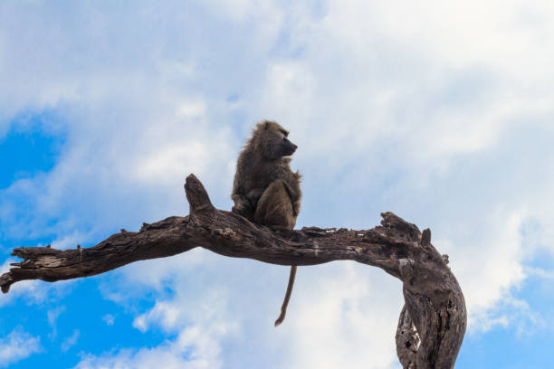 istock Olive baboon (Papio anubis), also called the Anubis baboon, sitting on a dried tree in Serengeti National Park in Tanzania 2169892002