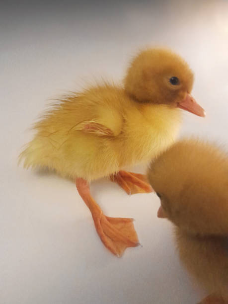 Two newborn mulard ducks on a white background