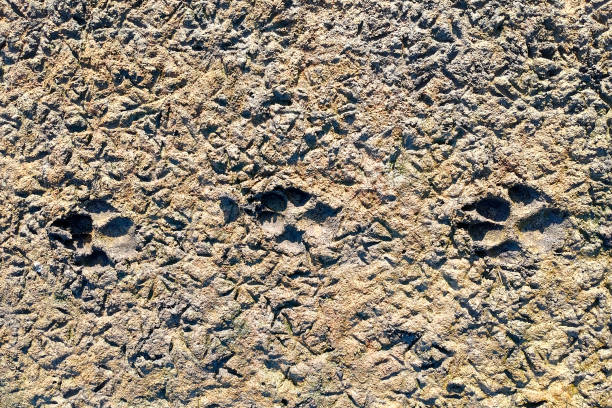 Wolf footprint in the mud