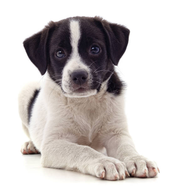 A cute Fox Terrier puppy standing on a white background, looking upwards with curious eyes, showcasing its small and fluffy body in an adorable pose
