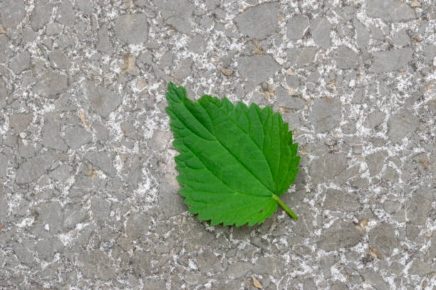istock Close Up Of A Leave On A Stone Background 2169893576