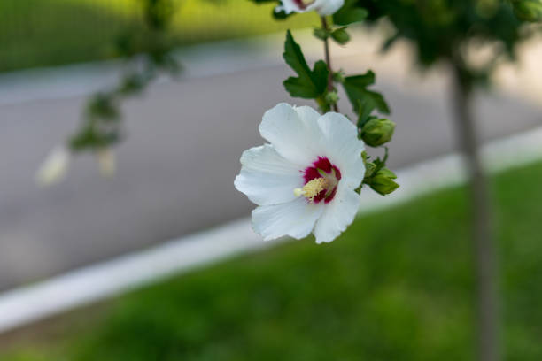 Hibiscus syriacus in the garden