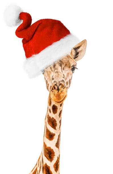 istock Very funny giraffe head wearing Santa's Hat 2169895723