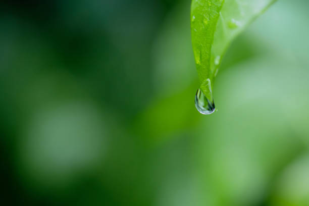 istock Morning dew drops on fresh green leaf in the garden. Summer nature macro pattern, fresh rain drops on green leaf. Peaceful tranquil ecology Beauty in nature. 2169897731