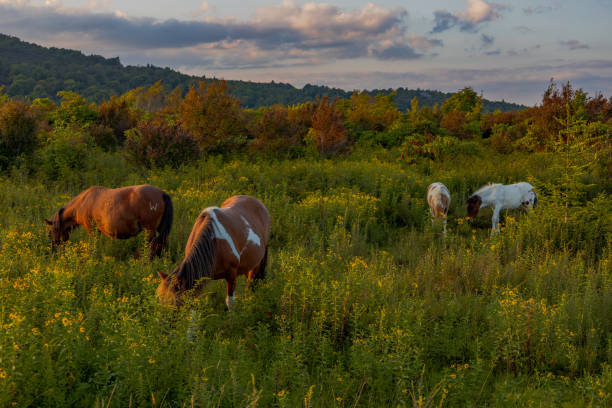 istock Wild ponies at Grayson Highlands 2169897849
