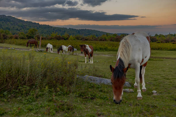 istock Wild ponies at Grayson Highlands 2169898045