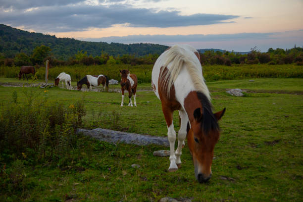 istock Wild ponies at Grayson Highlands 2169898046