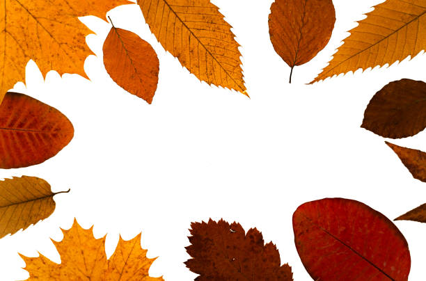 Beautiful composition with reference to autumn, dry leaves from different tree creating a frame with copy space, passing the light through them