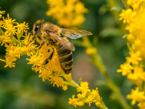 istock A bee pollinating golden rod flowers 2169898415