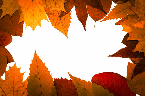 Original composition with fallen tree leaves in autumn from different trees placed around the frame of the composition with white space in the middle. Autumn leaf fall concept.