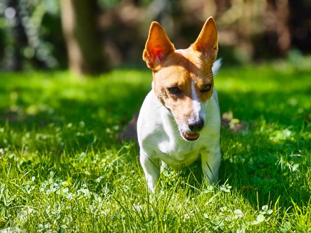 istock Lovely Jack Russel in the grass 2169898597