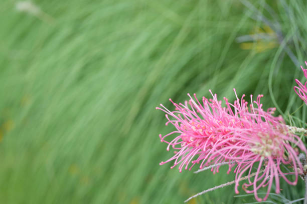 Grevillea pink flower macro closeup
