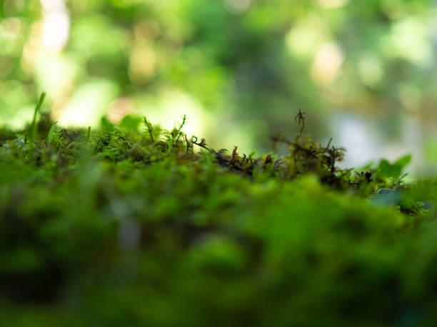 istock Caucasus National Park. Beautiful nature. Spring. 2169899841