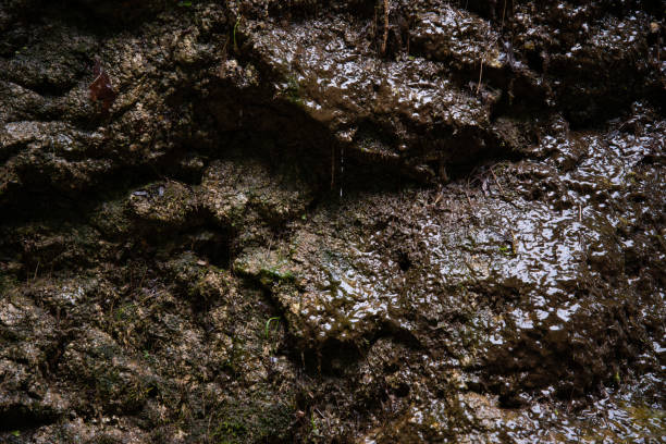 istock Early morning. Beautiful nature in a mountain forest. 2169900285
