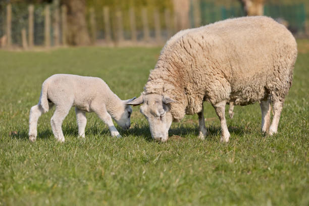 A fresh baby lamb lying on the ground as its attentive ewe mother stands close by.