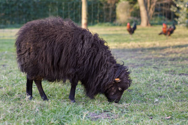 Brown female ouessant sheep