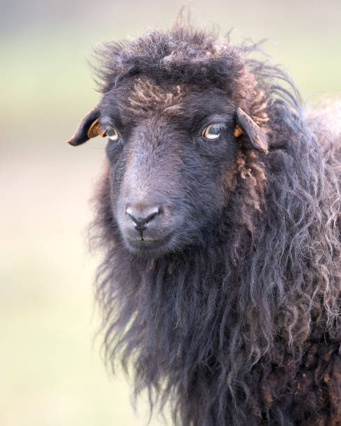 istock Brown female ouessant sheep 2169902344