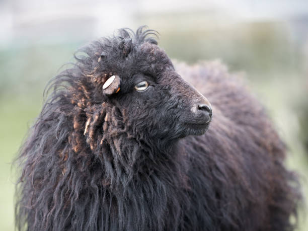 istock Brown female ouessant sheep 2169902373