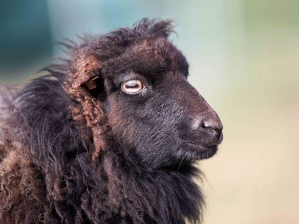 istock Brown female ouessant sheep 2169902469