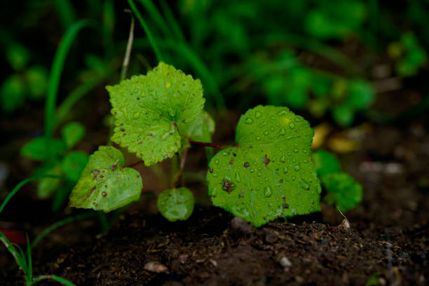 Dark green Leafs with rain droplets looks moody and calm photography
