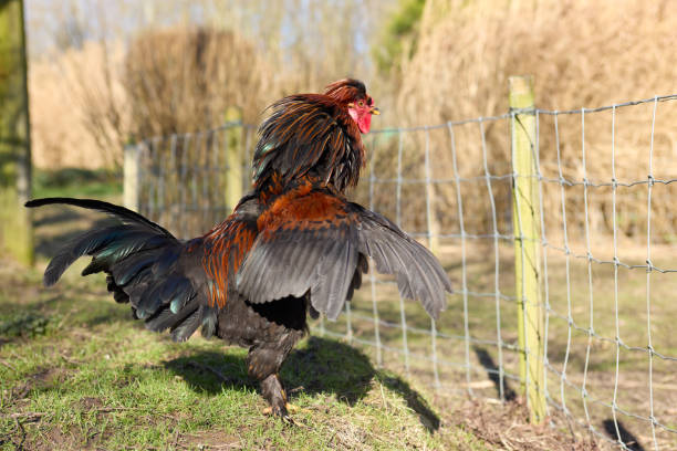 Red rooster with open wings in garden