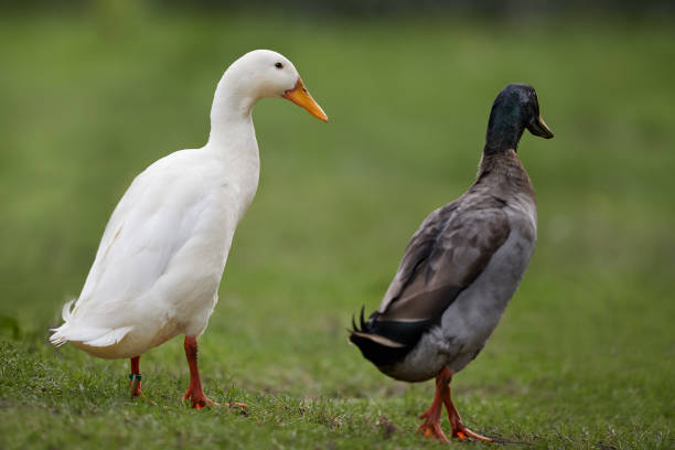 istock Indian runner duck in garden 2169902666