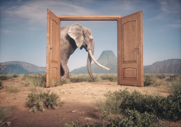 istock The big elephant enters opened door . 2169902849