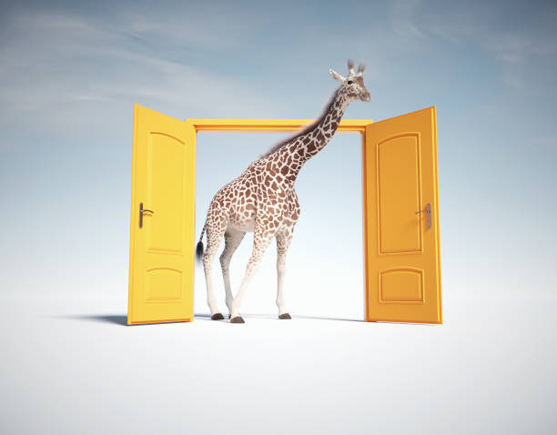 istock Giraffe get through a yellow door. 2169902859