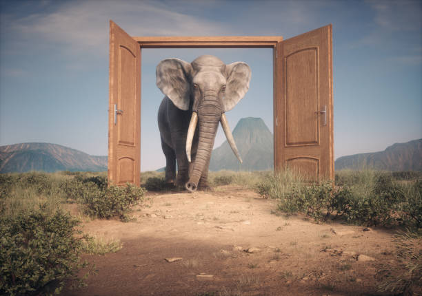 istock The big elephant enters opened door. 2169902950
