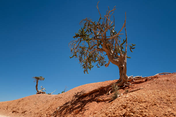 istock Hiking in Bryce Canyon National Park 2169902965