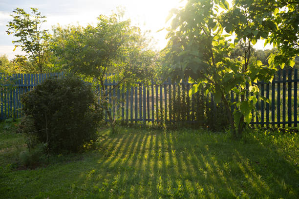 Sunset in the garden with sun rays filtering through the leaves and casting long shadows on the green grass. Garden at sunset with long shadows from trees and bushes against a blue fence