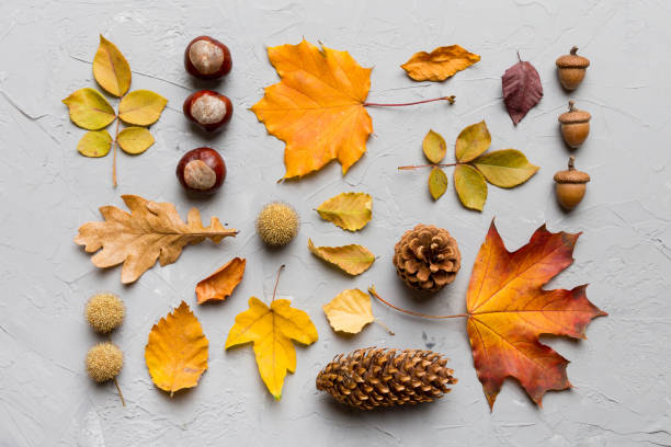 istock Autumn composition. Pattern made of dried leaves and other design accessories on table. Flat lay, top view 2169903281