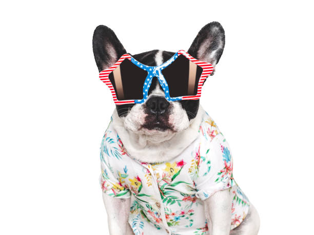 istock Cute puppy, sunglasses and bright shirt. Studio shot 2169903364