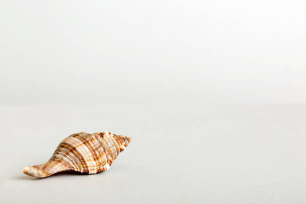 istock Summer time concept with sea shells or starfish on a table background with copy space for text 2169903401