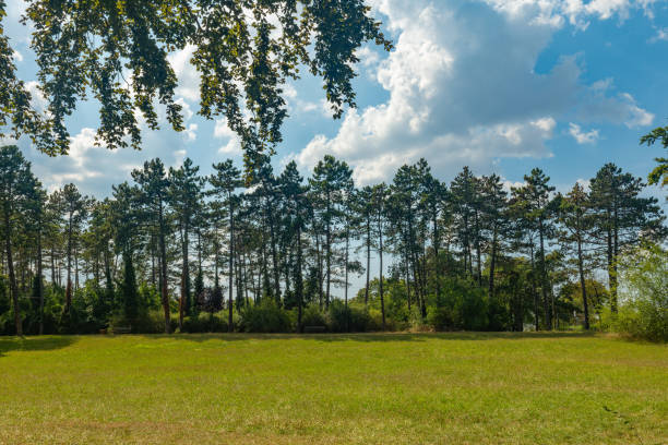 a large field of grass with trees in the background