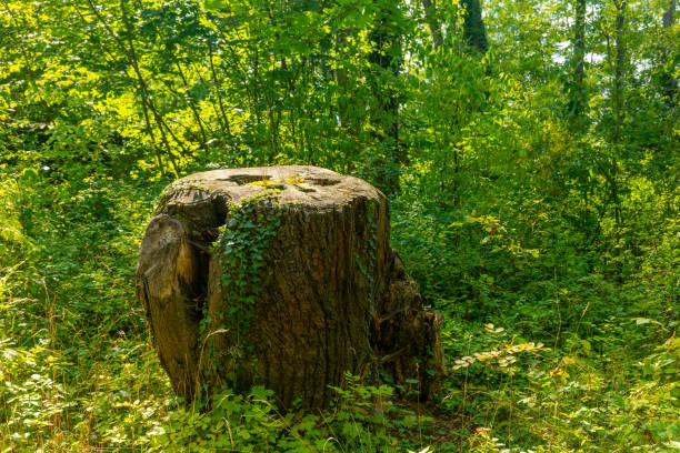 a large tree stump sits in a lush green forest