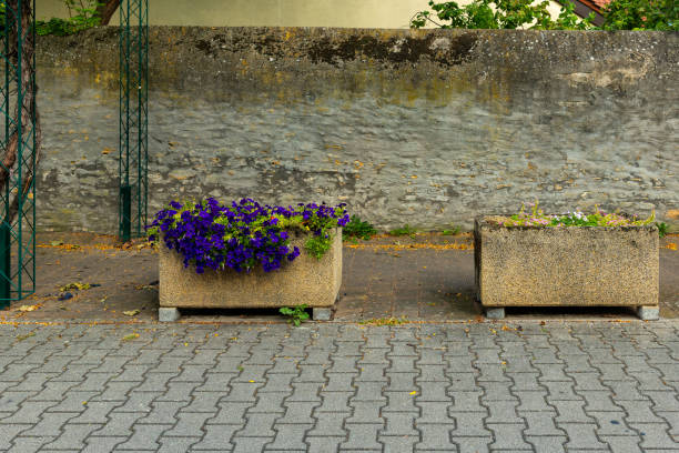 two flower pots with purple flowers sit on a brick sidewalk