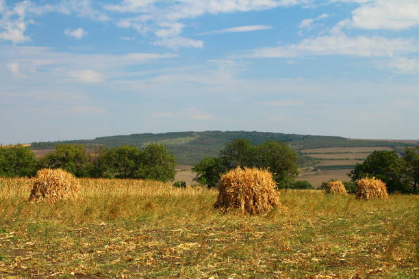 A grassy field with trees and hills in the background. Grass. Outdoor. Sky. Field. Grazing