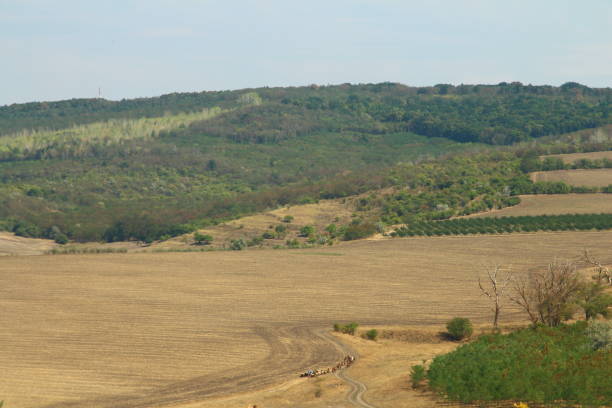 istock A dirt road in a field 2169904537