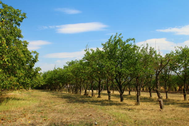 istock A group of trees in a field 2169904604