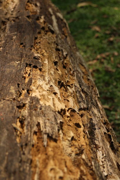 istock Termite hole on the rotten wood 2169906785