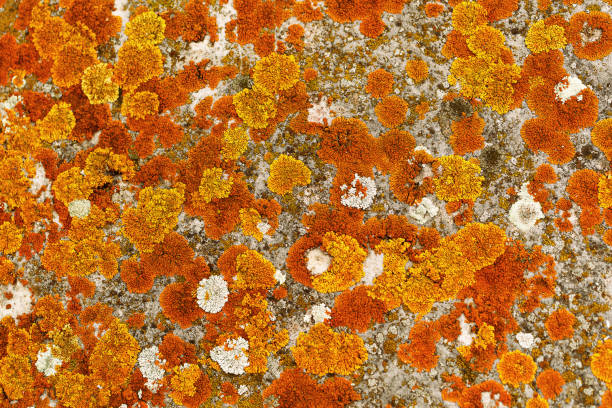 Lichens and mosses in various shapes, forms and textures on surface of rocks as natural environment pattern or textured background, top view colorful nature pattern, biological aesthetic texture