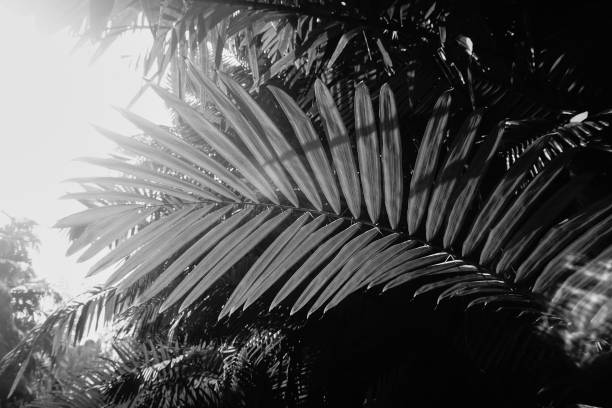 istock Sharp palm leaves against bright sky background, nature black and white stock image 2169909083