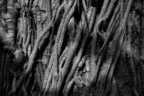 istock Abstract nature image of tree trunk with textured tree roots on it. Nature in monochrome 2169909225